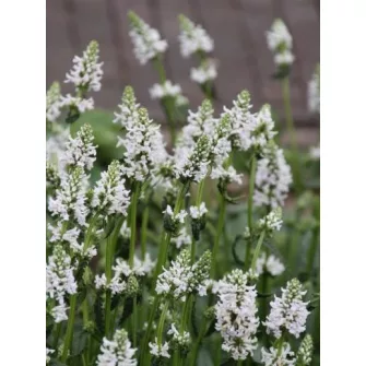 Tisztesfű (Stachys)