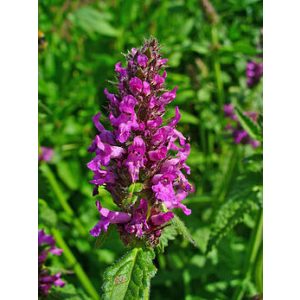 Stachys officinalis - Orvosi tisztesfű