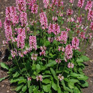 Stachys officinalis Pink Cotton Candy - Orvosi tisztesfű