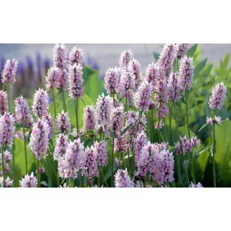 Tisztesfű (Stachys)