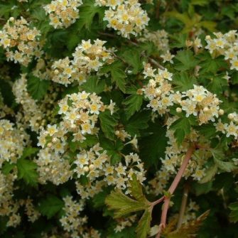 Koszorúvirág-cserje (Stephanadra)