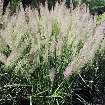 Árvalányhaj (Stipa)