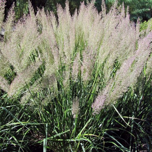 Stipa brachytricha - Koreai vöröstollfű