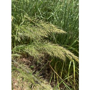 Stipa calamagrostis Allgau - Lándzsafű