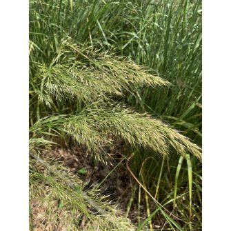 Árvalányhaj (Stipa)