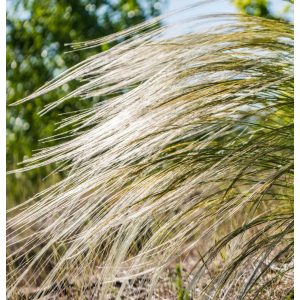 Stipa capillata - Kunkorgó árvalányhaj