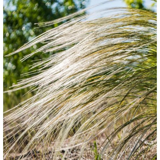 Stipa capillata - Kunkorgó árvalányhaj