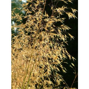 Stipa gigantea - Óriás árvalányhaj