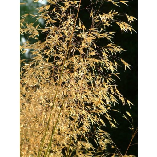 Stipa gigantea - Óriás árvalányhaj