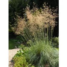 Stipa gigantea - Óriás árvalányhaj