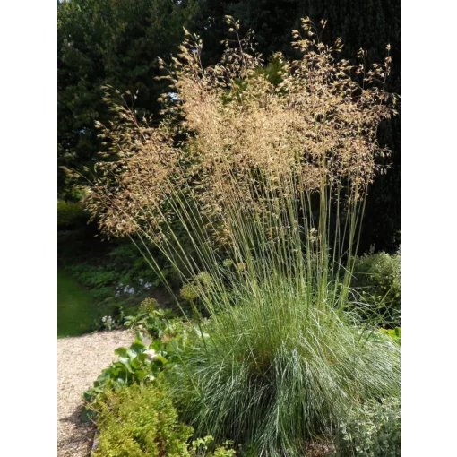 Stipa gigantea - Óriás árvalányhaj