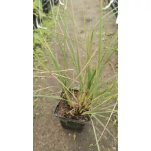 Stipa gigantea - Óriás árvalányhaj