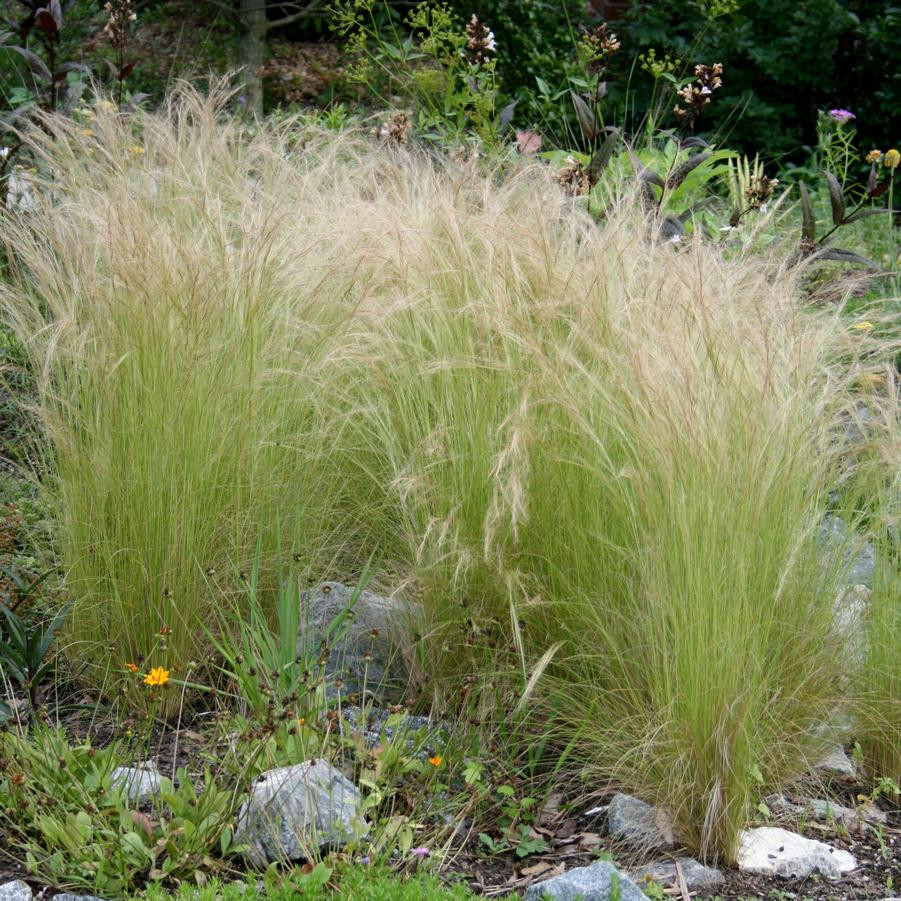 Stipa tenuissima Pony Tails - Mexikói árvalányhaj - Királyke
