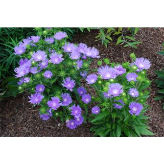 Olajbóbita (Stokesia)