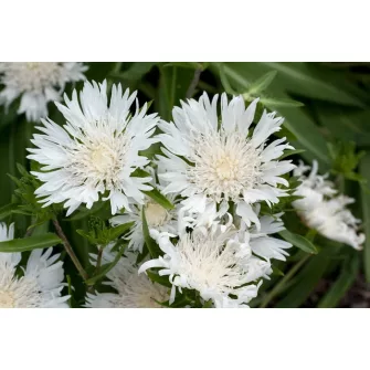 Olajbóbita (Stokesia)