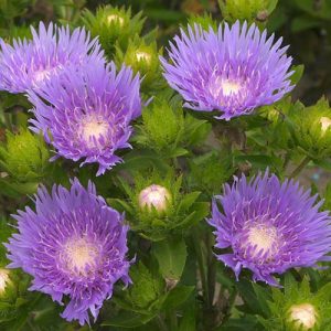 Stokesia laevis Blue Star - Olajbóbita