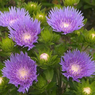 Olajbóbita (Stokesia)