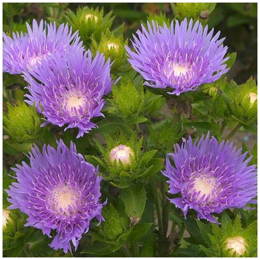 Stokesia laevis Blue Star - Olajbóbita