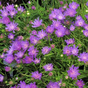 Stokesia laevis Purple Pixie - Olajbóbita