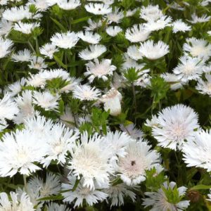 Stokesia laevis Träumerei - Olajbóbita