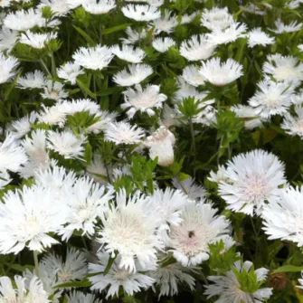 Olajbóbita (Stokesia)