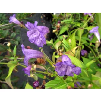 Mexikói petúnia (Strobilanthes)