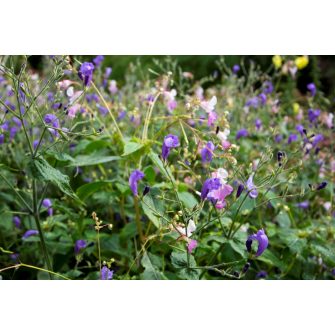 Mexikói petúnia (Strobilanthes)