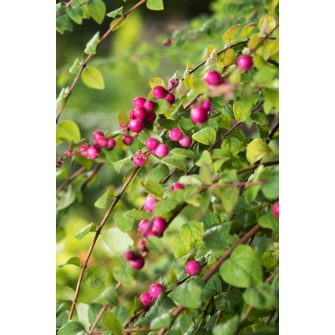 Hóbogyó (Symphoricarpos)