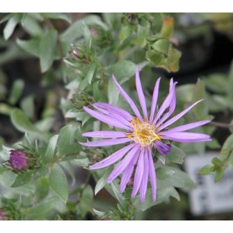 Kopasz őszirózsa (Symphyotrichum)