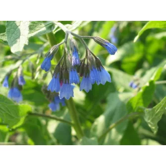 Nadálytő (Symphytum)