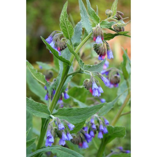 Symphytum grandiflorum Hidcote Blue - Nadálytő