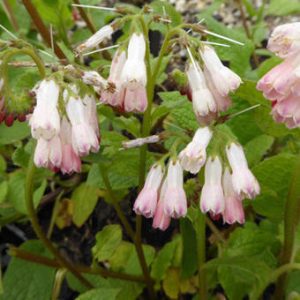 Symphytum grandiflorum Hidcote Pink - Nadálytő