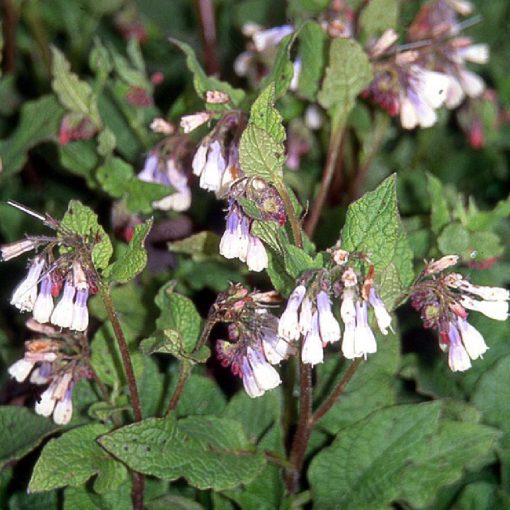 Symphytum grandiflorum Wisley Blue - Nadálytő