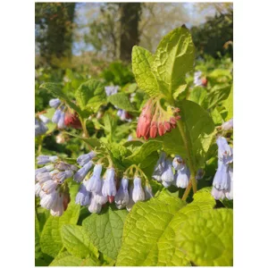 Symphytum ibericum All Gold - Nadálytő