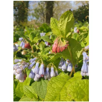 Nadálytő (Symphytum)