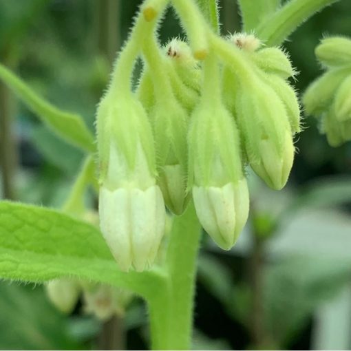 Symphytum officinale Bumblebee Crème - Nadálytő