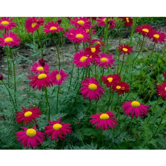 Őszi margitvirág (Tanacetum)