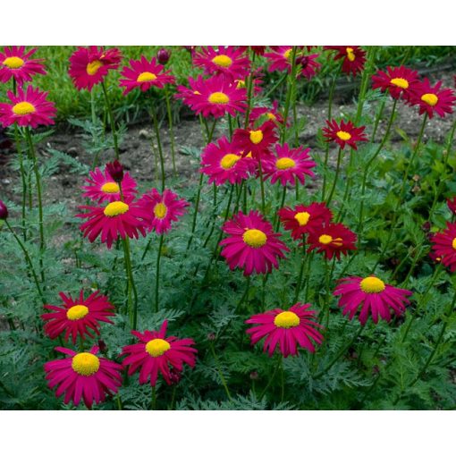 Tanacetum coccineum Robinsons Red - Piros margitvirág