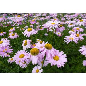   Tanacetum coccineum Robinsons Rose - Rózsaszín margitvirág