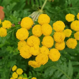 Őszi margitvirág (Tanacetum)