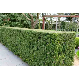 Tiszafa (Taxus)