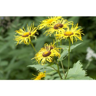 Teleki-virág (Telekia)