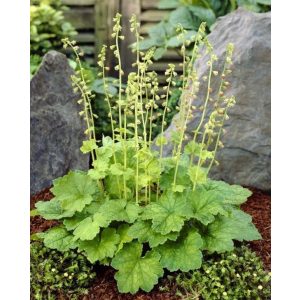 Tellima grandiflora - Csészerojt