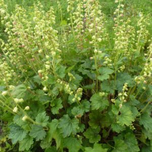 Tellima grandiflora Forest Frost - Csészerojt