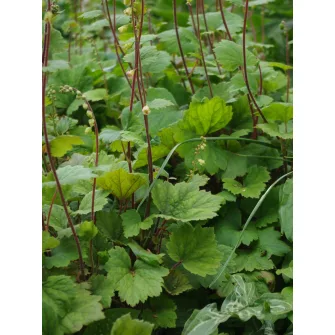 Csészerojt (Tellima)