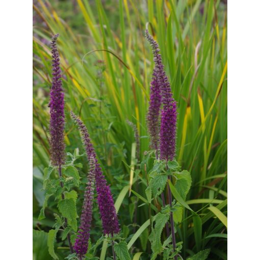 Teucrium hyrcanicum - Kaukázusi gamandor