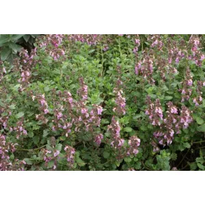 Teucrium Pain de Sucre - Gamandor