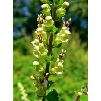 Gamandor (Teucrium)