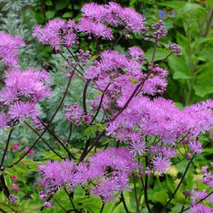 Thalictrum Black Stockings - Borkóró