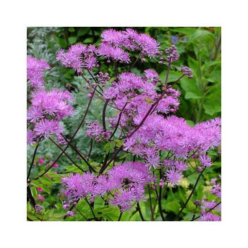 Thalictrum Black Stockings - Borkóró